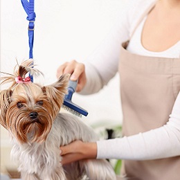 Curso de Tosquia e Grooming