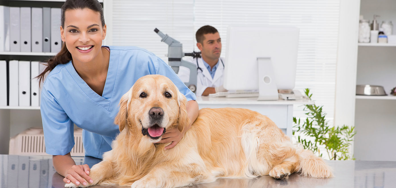 Auxiliar de Veterinária