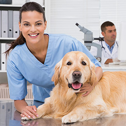 Auxiliar de Veterinária