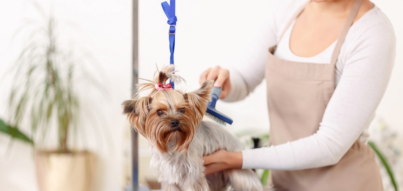 Curso de Tosquia e Grooming